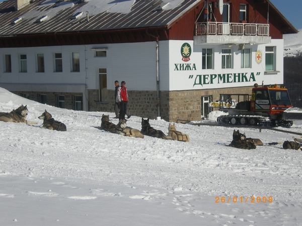 Dermenka_husky.jpg
