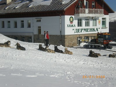 Dermenka_husky.jpg